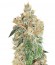 Семена Auto Colorado Cookies шишки