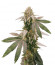 Mimosa Shot fem (Herbies Seeds) семена конопли