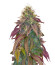 Polar Gelato Auto fem (Silent Seeds) семена конопли