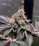 Poddy Mouth fem (Humboldt Seed Company) семена конопли