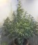 Rock Machine Auto fem (Doctor’s Choice) семена конопли