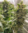 Auto Daiquiri Lime fem (Dutch Passion) семена конопли