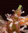 Monster Pebbles (Monster Genetics) семена конопли