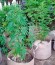South African Kwazulu fem (World of Seeds) семена конопли