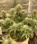 Original Trainwreck Auto fem (FastBuds) семена конопли