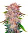 Caramelo fem (Delicious Seeds) семена конопли