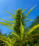 Rhino Ryder Auto fem (FastBuds) семена конопли