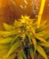 Cream Mandarine F1 Fast Version fem (Sweet Seeds) семена конопли