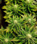 Big Bud Auto fem (Herbies Seeds) семена конопли