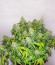 Monster Moby (Monster Genetics) семена конопли