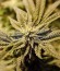 Royal Gorilla fem (Royal Queen Seeds) семена конопли
