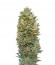 Auto Bubble Gum fem (00 Seeds) семена конопли