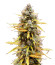 Pound Cake Auto fem (FastBuds) семена конопли