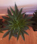 Critical Neville Haze 2.0 fem (Delicious Seeds) семена конопли