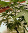 Russian Gold fem (Anaconda Seeds) семена конопли