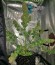 Super Silver fem (Dinafem Seeds) семена конопли