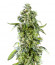DDoS #33 fem (Herbies Seeds) семена конопли