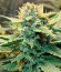 Lemon Cherry Cookies Auto fem (FastBuds) семена конопли