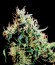 NL5 Haze Mist fem семена конопли