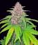 Banana Purple Punch Auto RF3 fem (FastBuds) семена конопли