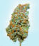 Blue Dream Autoflower fem (Seedkeepers) семена конопли