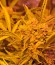 Doctor’s Choice #1 Auto fem семена конопли