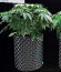 HulkBerry fem (Royal Queen Seeds) семена конопли