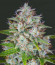 Orange Sherbet Auto fem (FastBuds) семена конопли