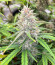 Cherry Cola Auto fem (FastBuds) семена конопли