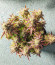 Gorilla Glue Auto fem семена конопли