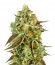Купить семена марихуаны Sweet Nurse Auto CBD шишки