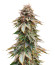 Blackberry Moonrocks fem (AlphaFem Seeds) семена конопли