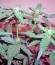 Green Poison Auto fem (Sweet Seeds) семена конопли