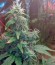 New York City fem (Pyramid Seeds) семена конопли