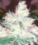 Bulk Smash Auto fem (Dr. Krippling Seeds) семена конопли