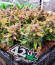 Purple Punch Auto fem (FastBuds) семена конопли