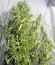 Семена марихуаны Arjan's Ultra Haze #1
