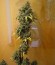 ICE fem (Female Seeds) семена конопли