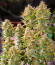 Cherry Cola Auto RF3 fem (FastBuds) семена конопли