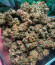 Runtz Punch fem (Herbies Seeds) семена конопли