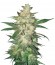 Colombian Gold Ryder Auto fem (Sweet Coffee Ryder auto) семена конопли