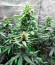 Tropicana Cookies Auto fem ( Cali Buds Seeds) семена конопли
