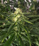 Auto Anubis fem (Pyramid Seeds) семена конопли