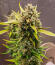 Strawberry Gorilla Auto RF3 fem (FastBuds) семена конопли