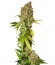 Mohan Ram fem (Sweet Seeds) семена конопли