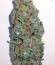 OG Kush fem (Humboldt Seeds) семена конопли