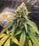 Orange Sherbet FF fem (FastBuds) семена конопли