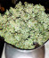 Zkittlez Auto fem (Cali Buds Seeds) семена конопли