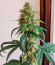 Ice Cream Cake fem (Barney's Farm) семена конопли