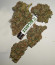 CBD Auto Charlotte’s Angel fem (Dutch Passion) семена каннабиса